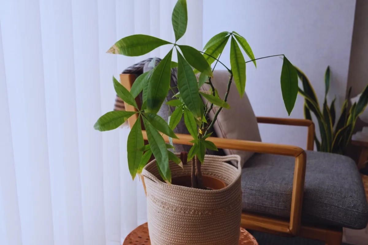 Is Money Tree Toxic to Cats & Dogs?