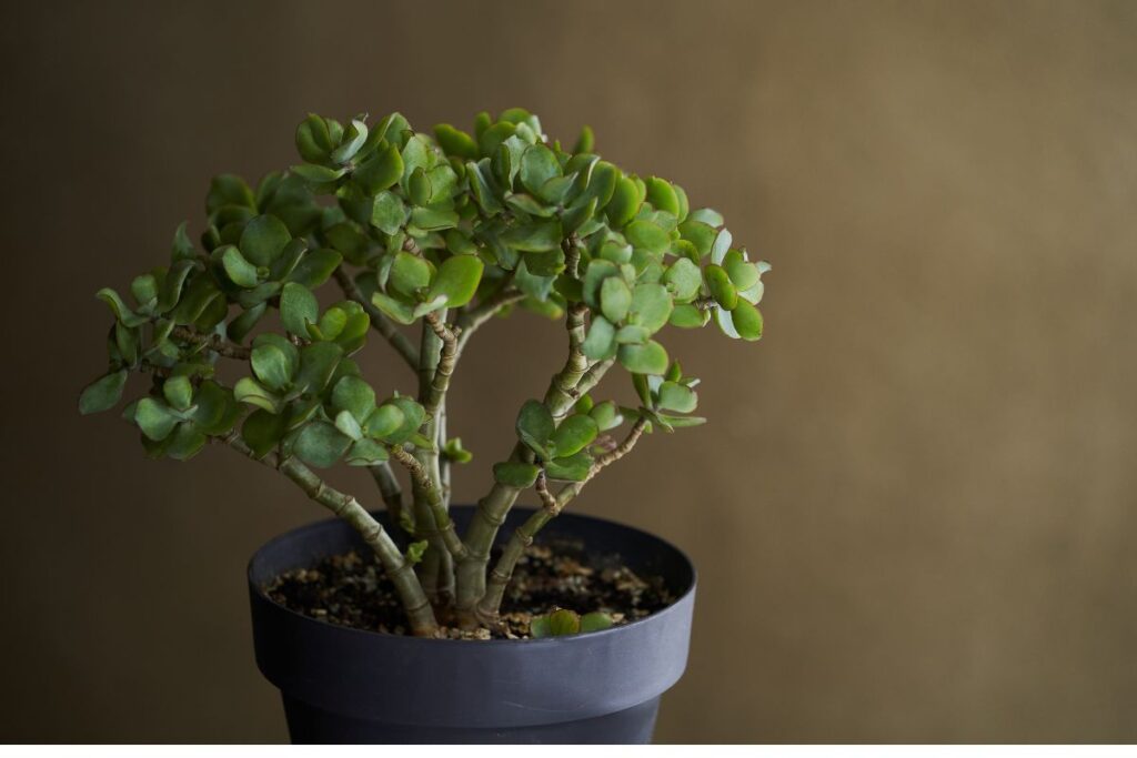 jade plant vs money plant