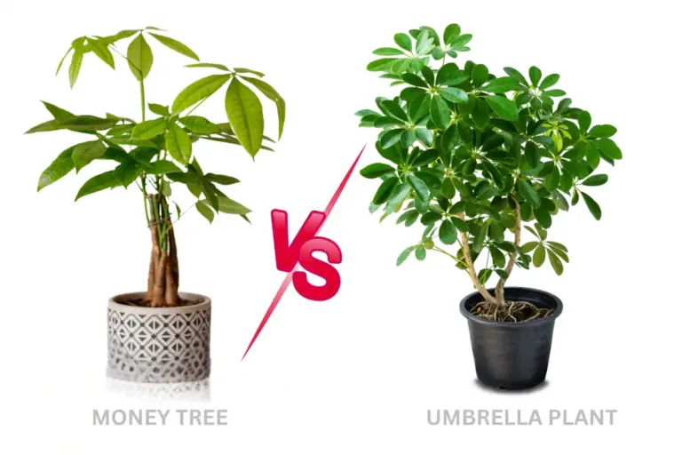 Money Tree vs Umbrella Plant