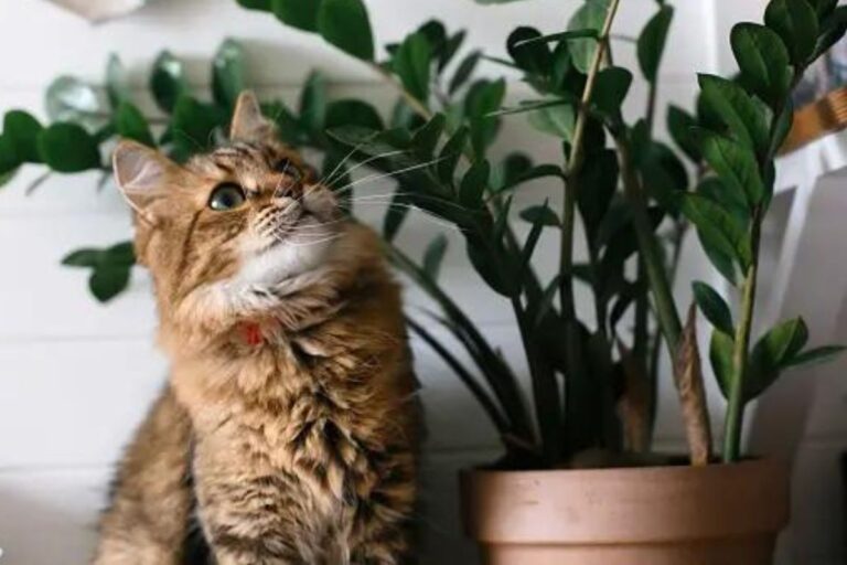 Cat relaxing under ZZ plant branches on a wooden shelf.