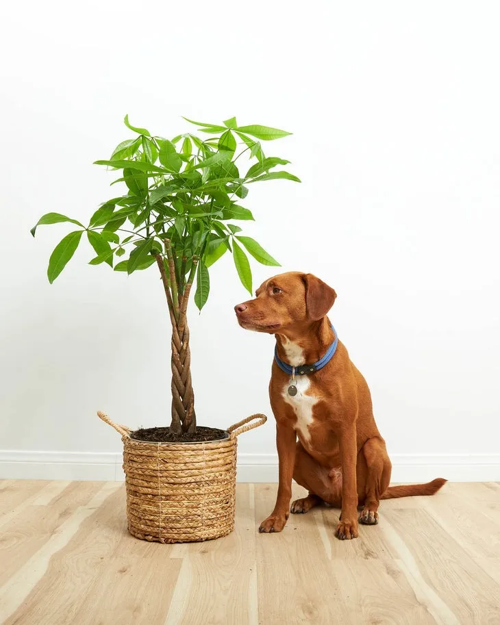 is money tree toxic to dogs