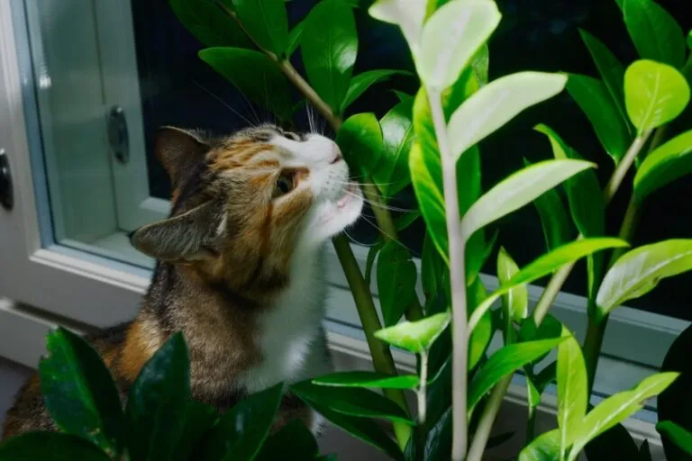 is money tree toxic to cats and dogs