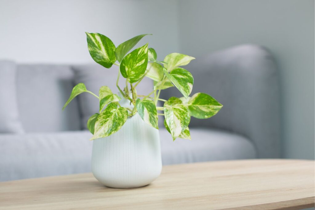 golden Pothos plant in white pot