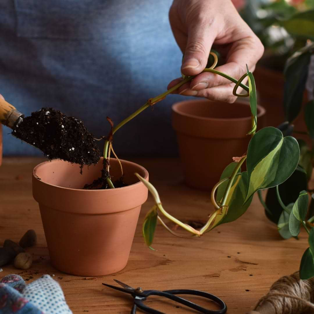 Appropriate Soil for pothos