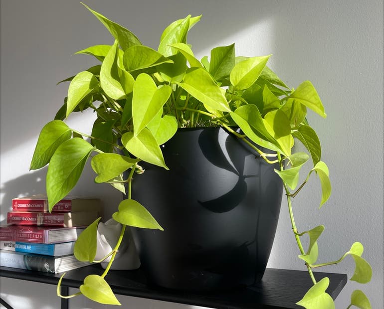 Indirect Light for Optimal Growth of Pothos