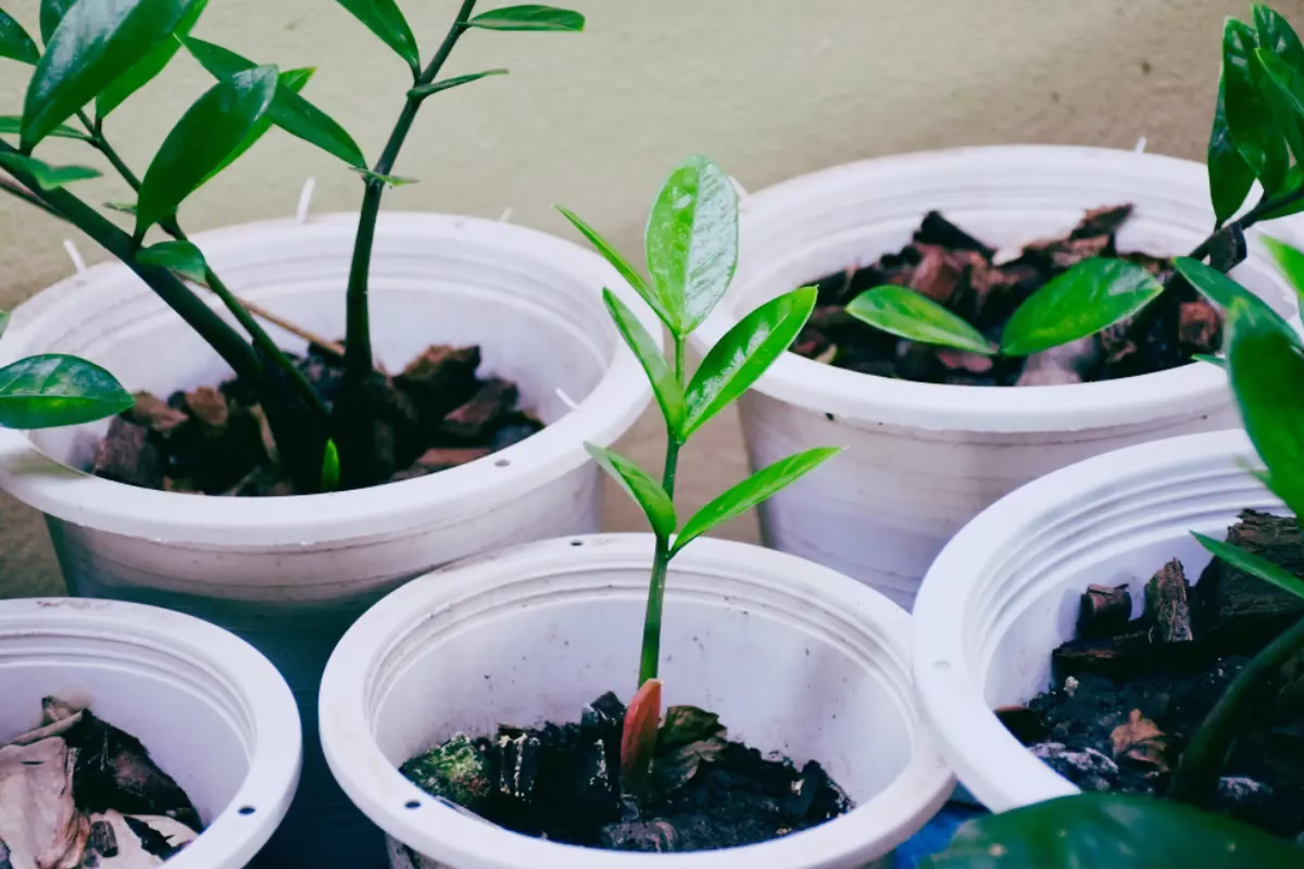 ZZ Plant Propagation