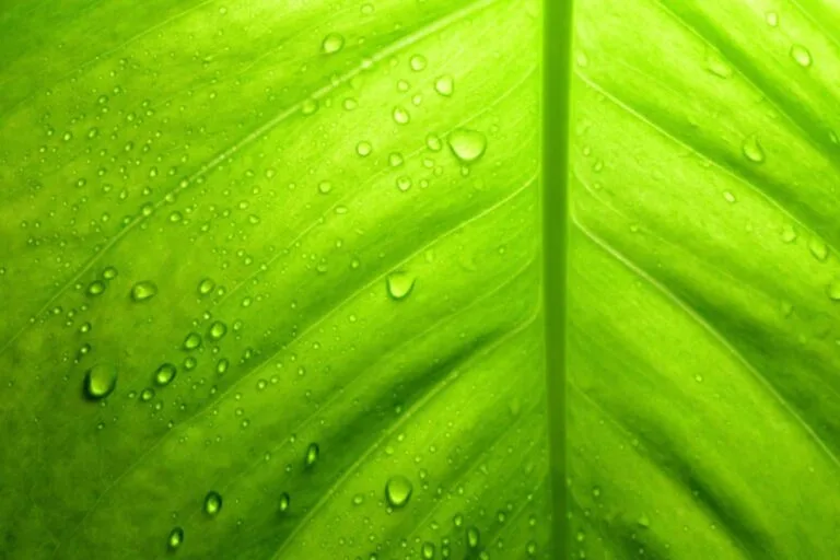 Pothos Dripping Water | Causes and Fixing for Droplet Leaves