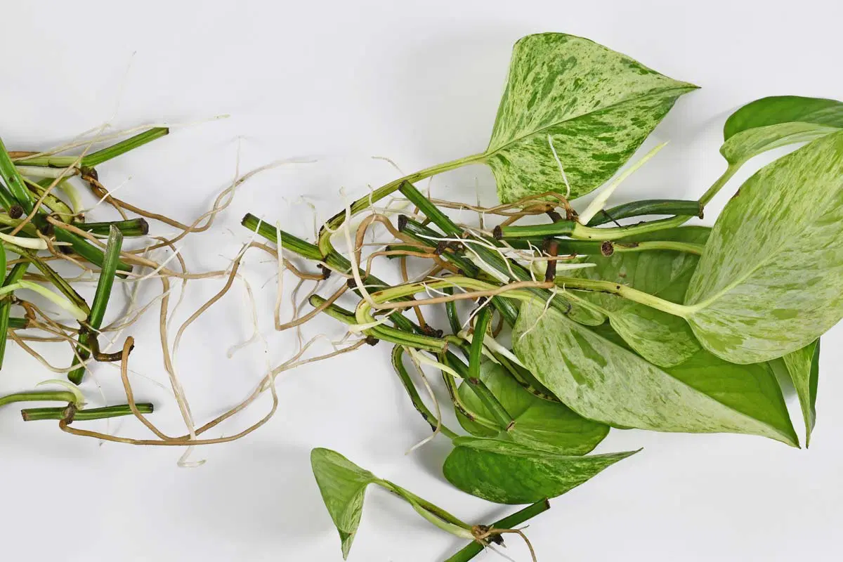 Pothos Root Rot