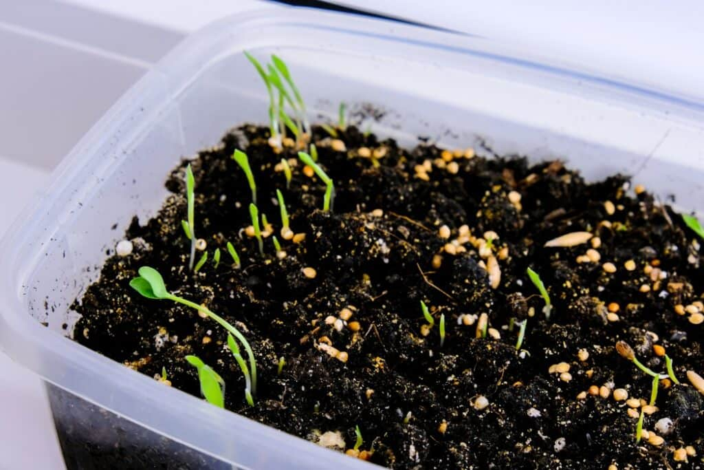 seedling stage of pothos plant