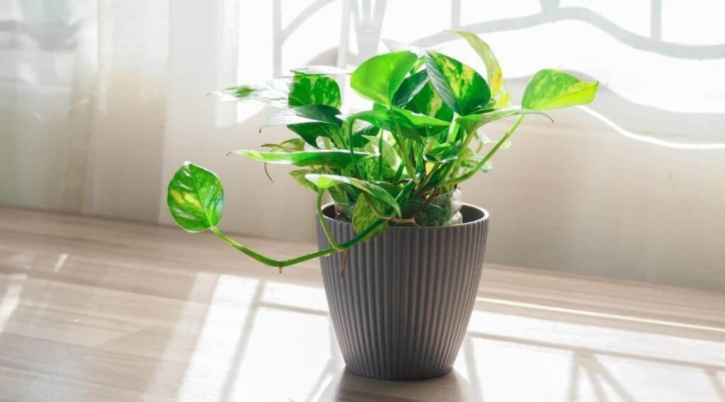 pothos plant maturity stage