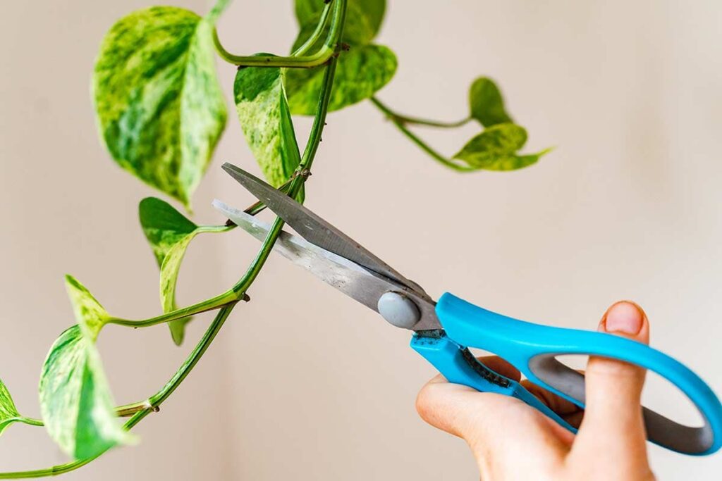 Routine Pruning for pothos