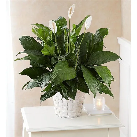 Peace Lily comparison with Chinese Evergreen