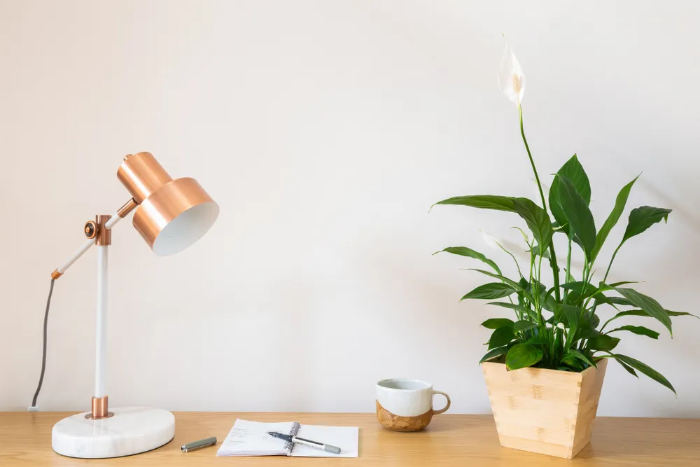 How Does the Peace Lily Affect Your Home’s Energy?