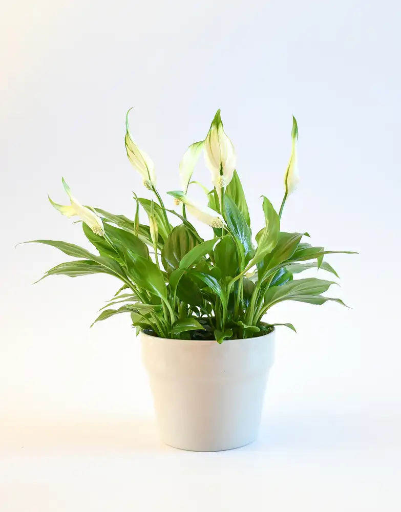 what is peace lily 