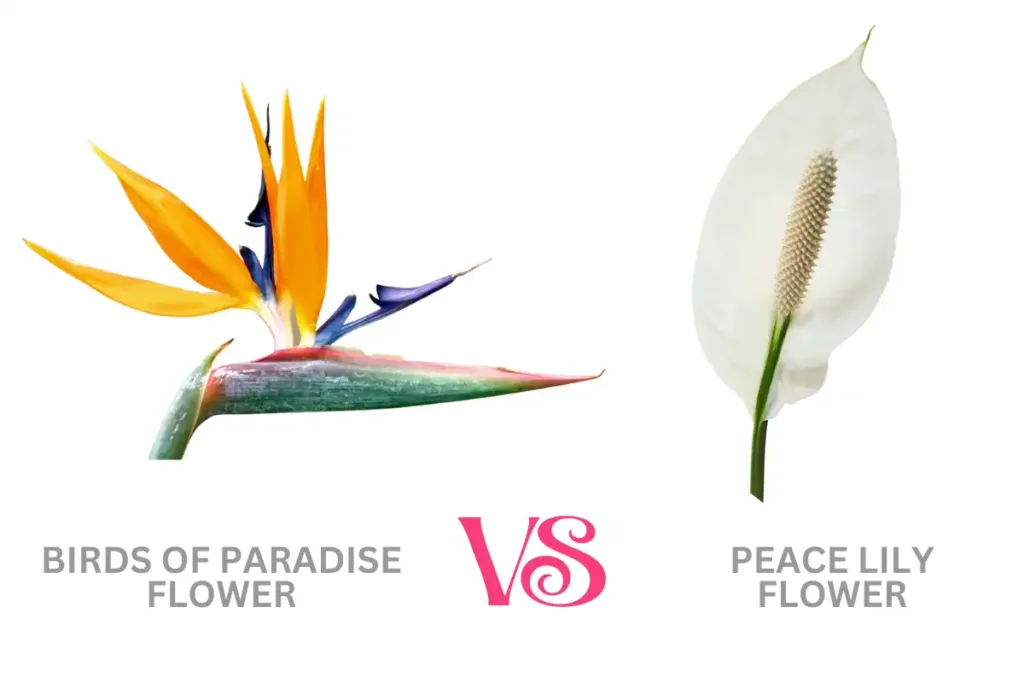 Peace Lily vs. Birds of Paradise Flower Differences