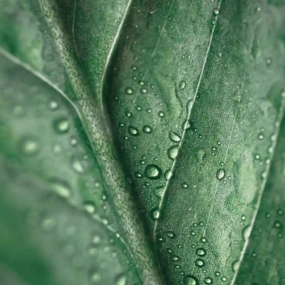 peace lily in winter 