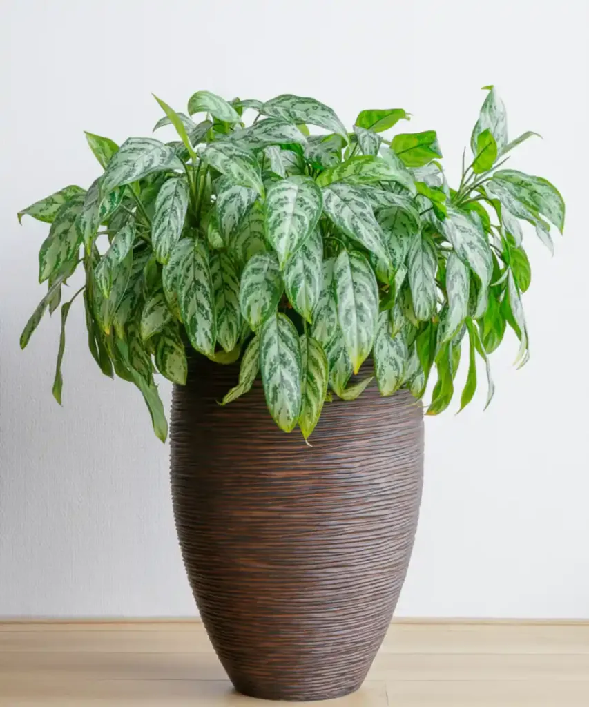 chinese Evergreen Plant