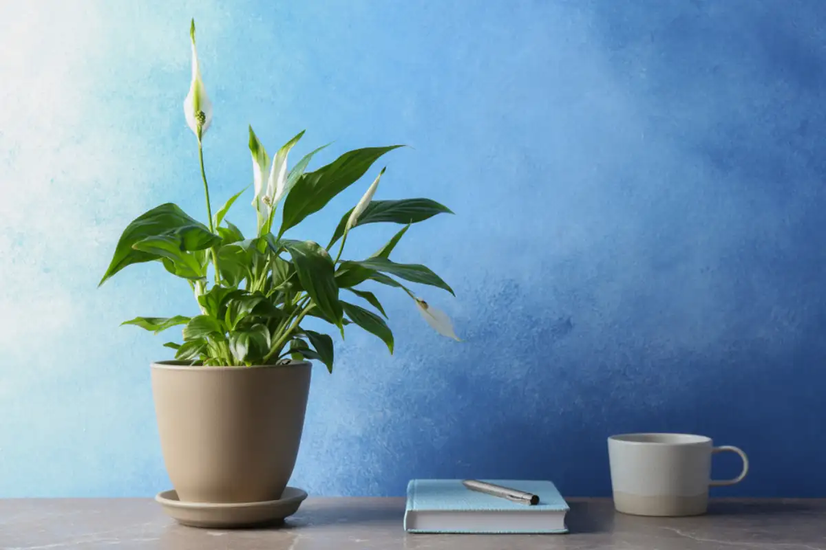 Why Peace Lily Is Called Peace Lily