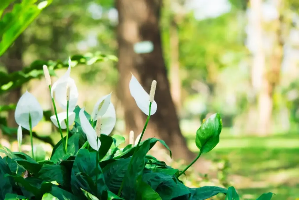 Best Climate for Growing a Peace Lily Outdoors