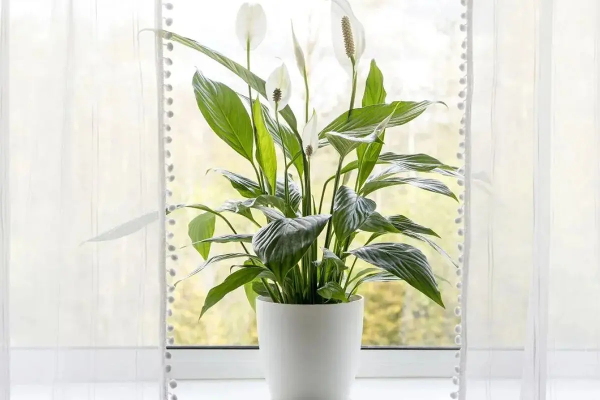 lifespan of Peace Lily