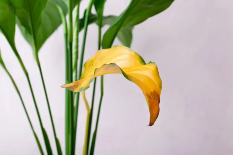 Peace Lily Yellow or Brown Leaves