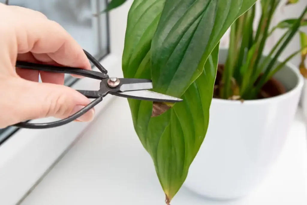 Can i Cut brown leaves of my Peace Lily?