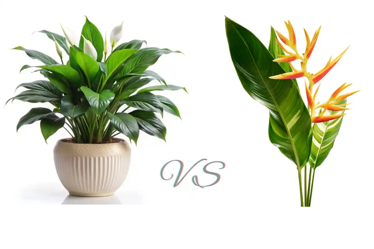 Peace Lily vs. Bird Of Paradise