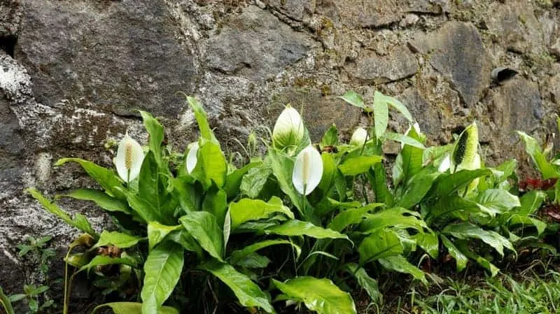 How to Extend the Life of Your Peace Lily