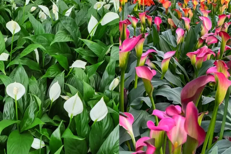 Peace Lily vs. Calla Lily