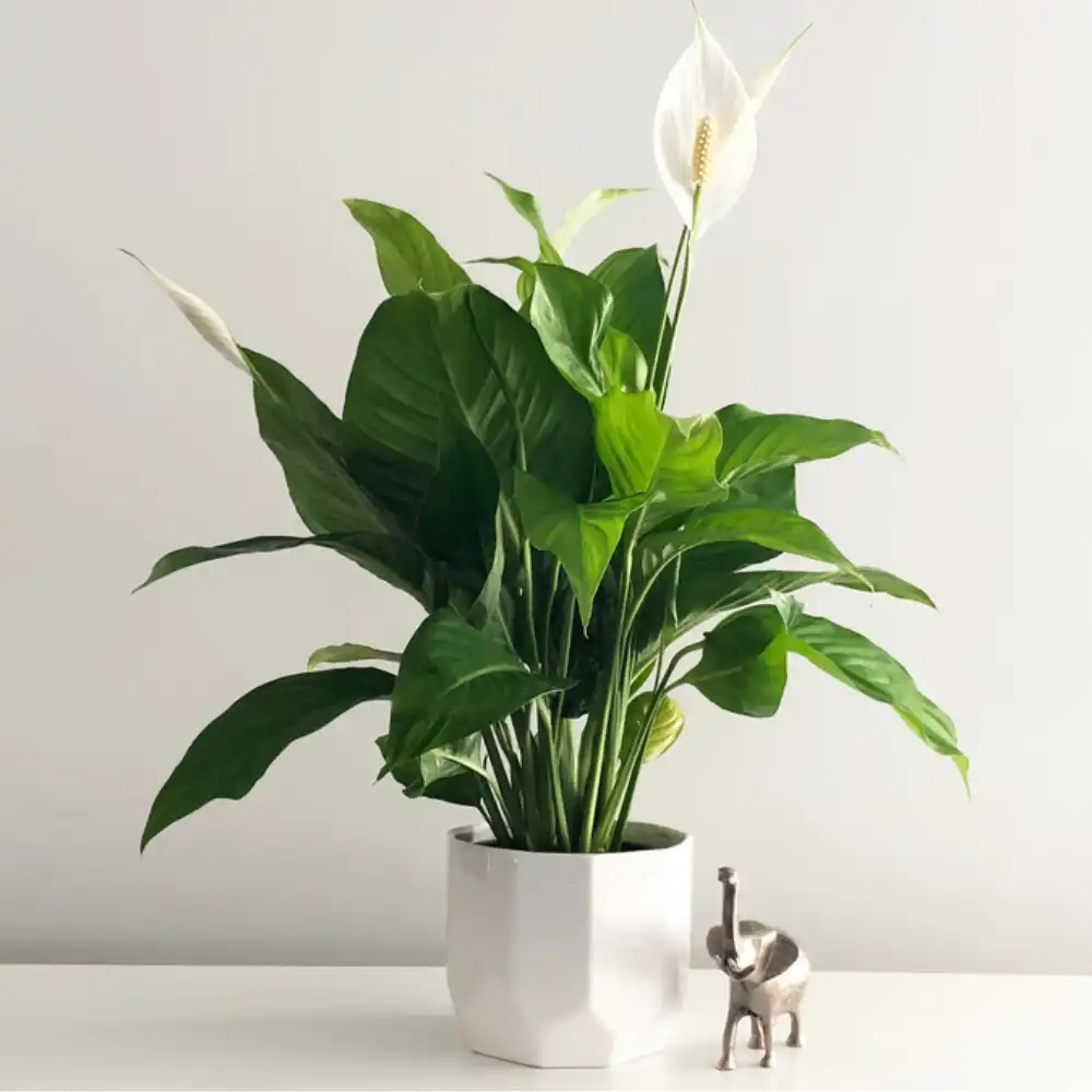 Peace lily plant 