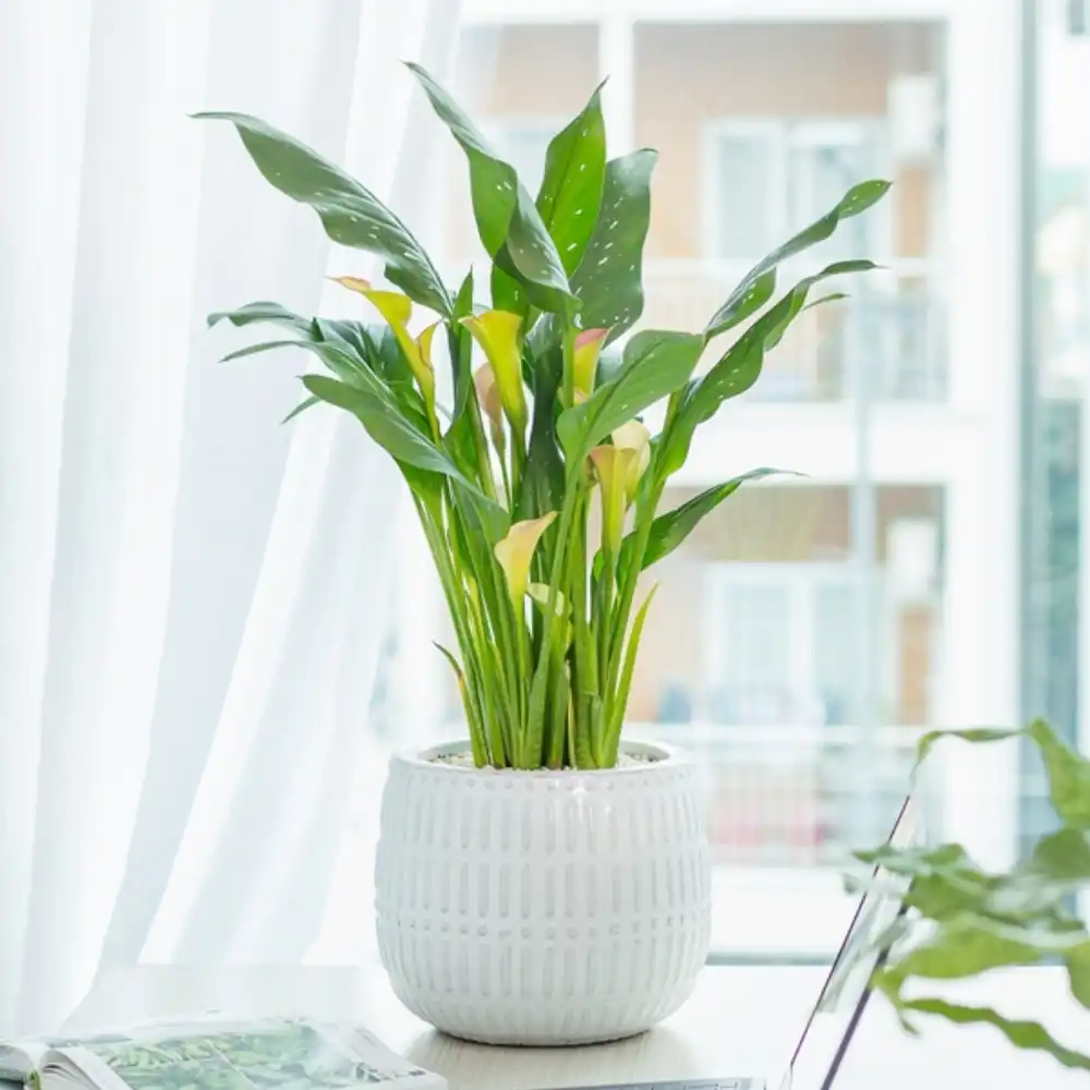 calla lily plant