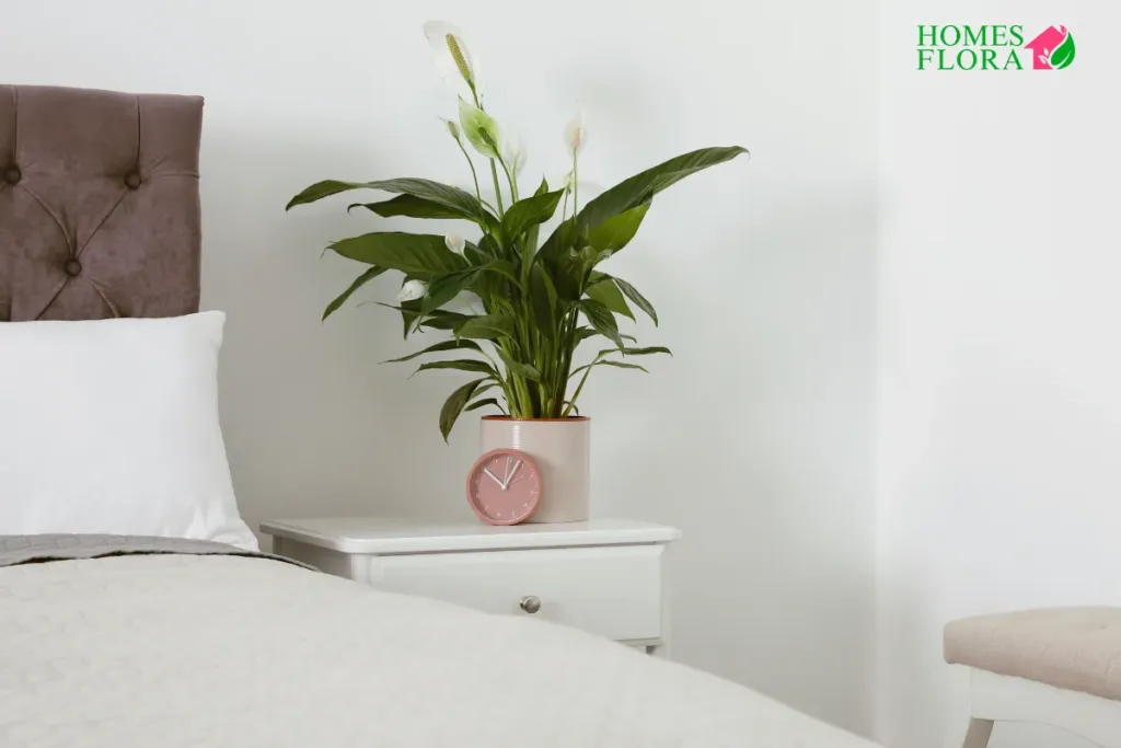 Benefits of Peace Lily in bedroom