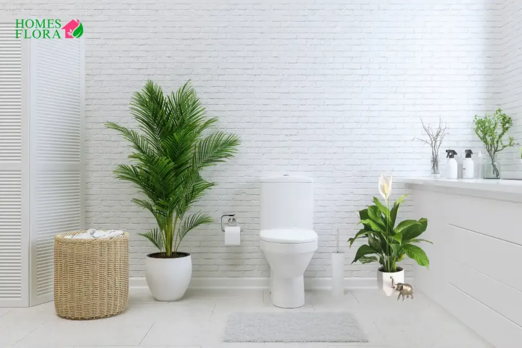 Benefits of Peace Lily in bethroom