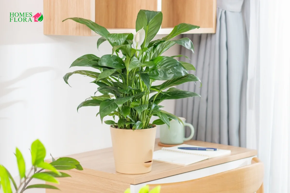 Benefits of Peace Lily in Home, Office, Bedroom & Bathroom