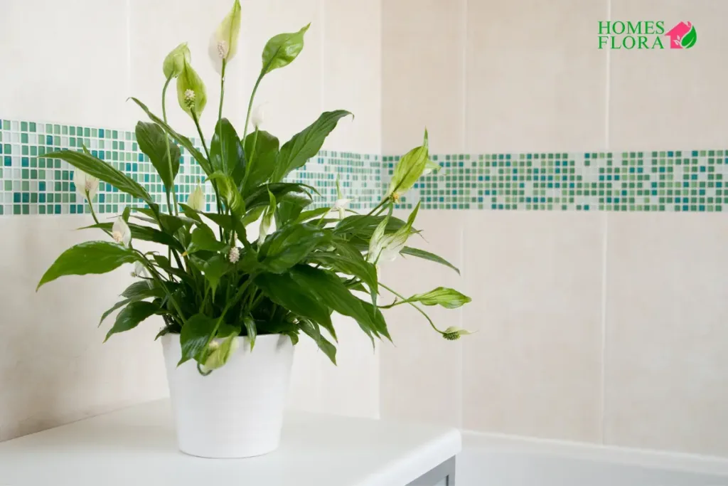 Benefits of peace lily for Home