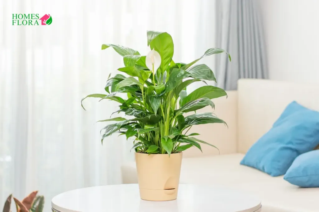 Advantages of Having a Peace Lily in Your Home, Office, Bedroom, and Bathroom