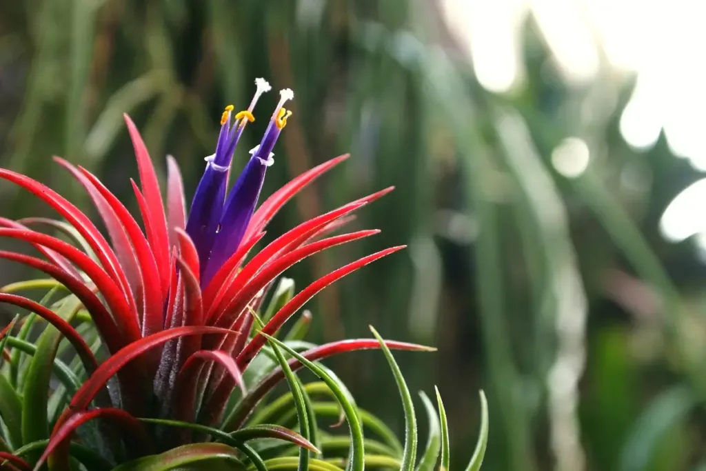 Health Benefits of Bromeliad Plants