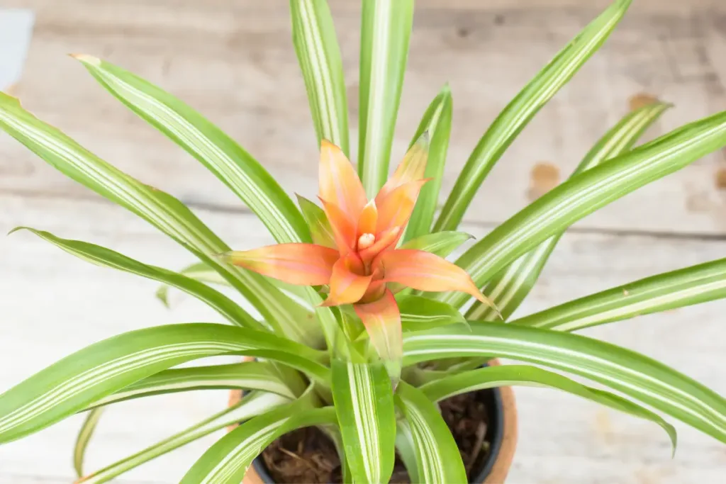 Bromeliad Plants