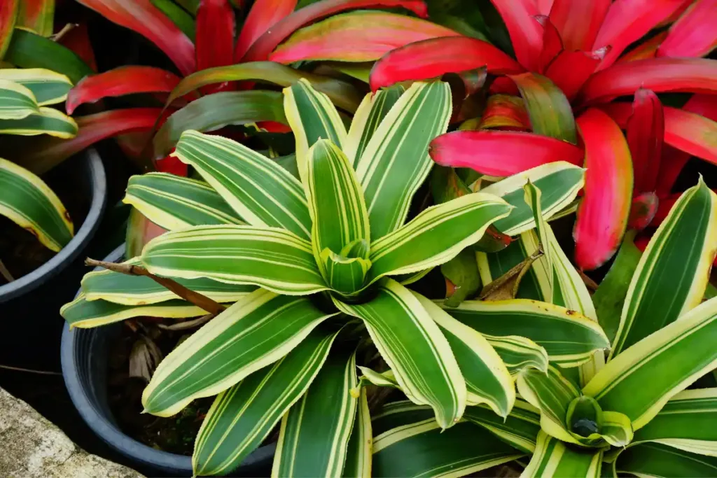 benefits of bromeliads plant